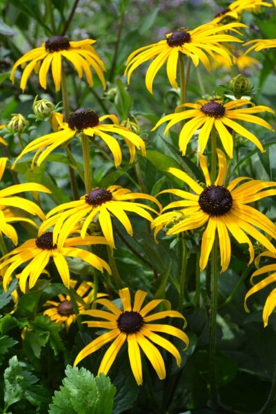 Rudbeckia fulgida 'Goldsturm' Rudbeckia fulgida 'Goldsturm'