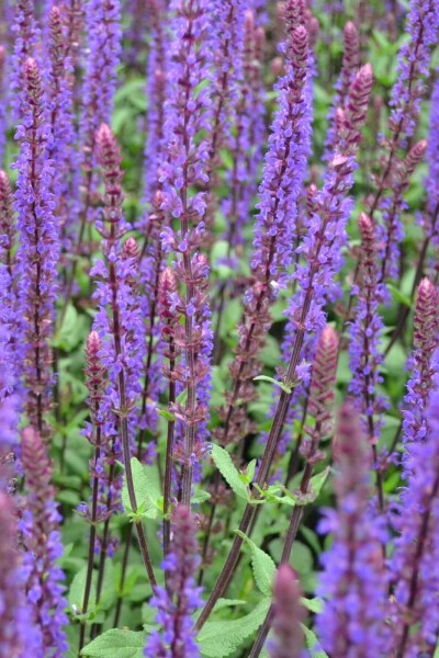 Salvia nemorosa 'Caradonna' Salvia nemorosa 'Caradonna'