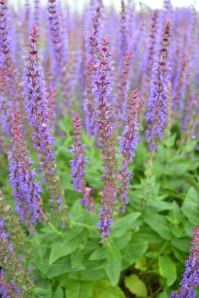 Salvia nemorosa 'Ostfriesland' Salvia nemorosa 'Ostfriesland'