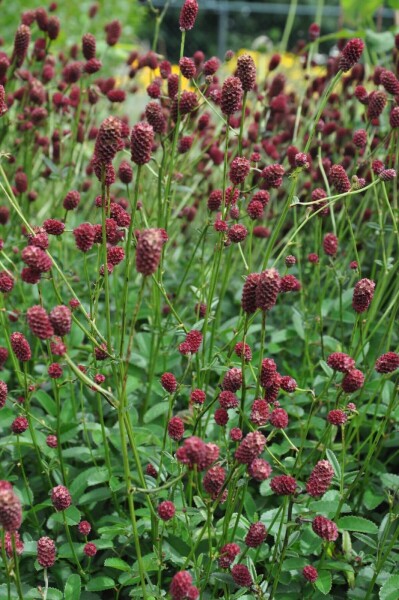 Sanguisorba officinalis 'Tanna' Sanguisorba officinalis 'Tanna'