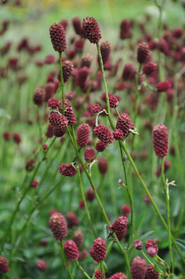 Sanguisorba officinalis 'Tanna' Blodtopp 5-10 i kruka C2 Sanguisorba officinalis 'Tanna'