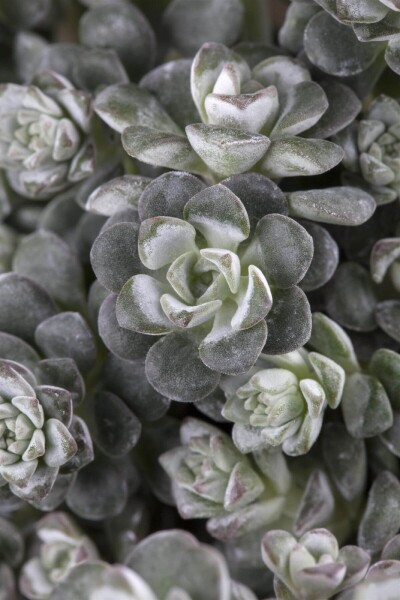 Sedum spathulifolium 'Cape Blanco' Sedum spathulifolium 'Cape Blanco'