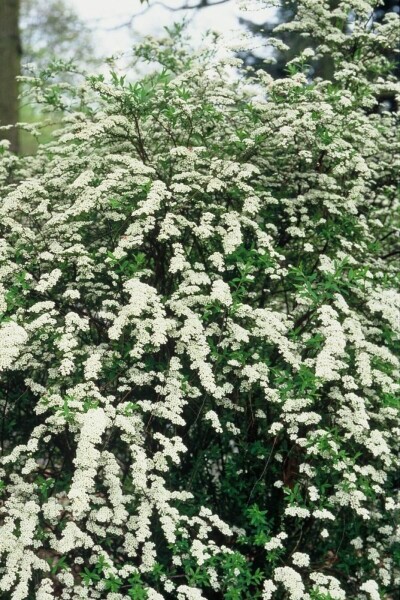 Spiraea cinerea 'Grefsheim'