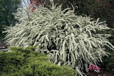 Spiraea cinerea 'Grefsheim' struik 50-60 cm