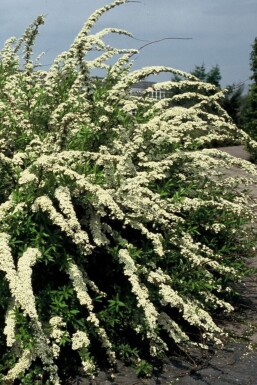Spiraea cinerea 'Grefsheim' struik 50-60 cm