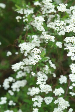 Spiraea cinerea 'Grefsheim' struik 50-60 cm