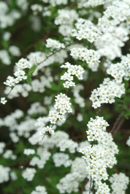 Spiraea cinerea 'Grefsheim' struik 50-60 cm