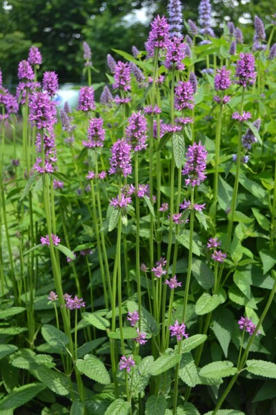 Stachys monieri 'Hummelo' Stachys monieri 'Hummelo'