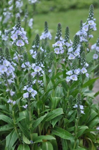 Veronica gentianoides Veronica gentianoides