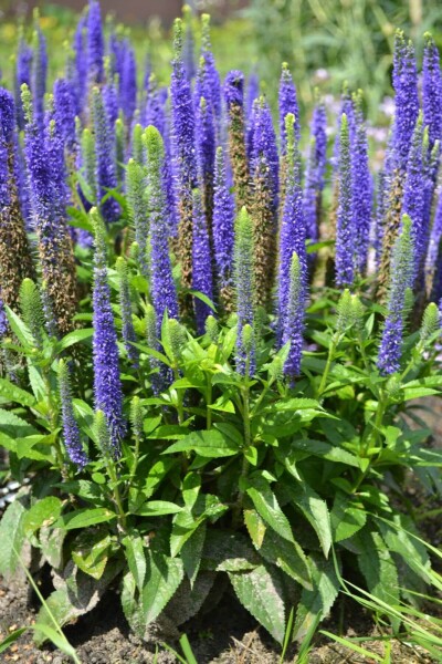 Veronica spicata 'Ulster Blue Dwarf' Veronica spicata 'Ulster Blue Dwarf'