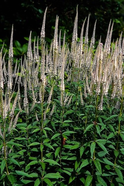 Veronicastrum virginicum 'Pink Glow' Veronicastrum virginicum 'Pink Glow'