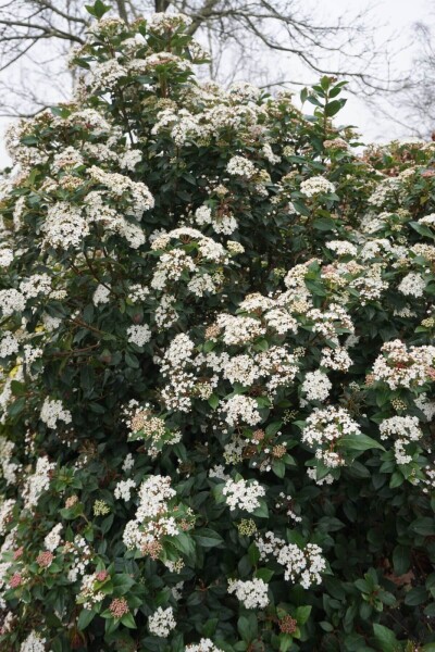 Viburnum tinus Viburnum tinus