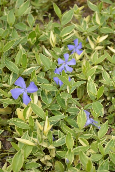 Vinca minor 'Argenteovariegata' Vinca minor 'Argenteovariegata'