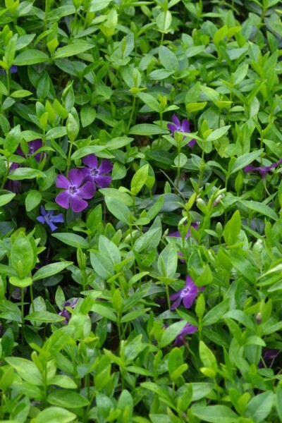 Vinca minor 'Atropurpurea' Vinca minor 'Atropurpurea'