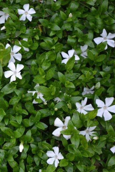 Vinca minor 'Gertrude Jekyll' Vinca minor 'Gertrude Jekyll'