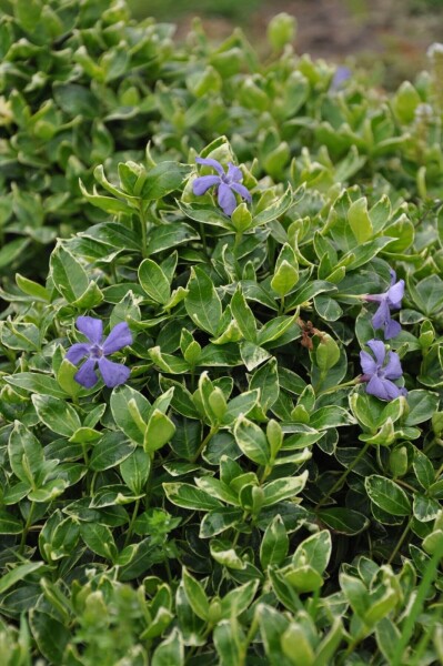 Vinca minor 'Ralph Shugert' Vinca minor 'Ralph Shugert'