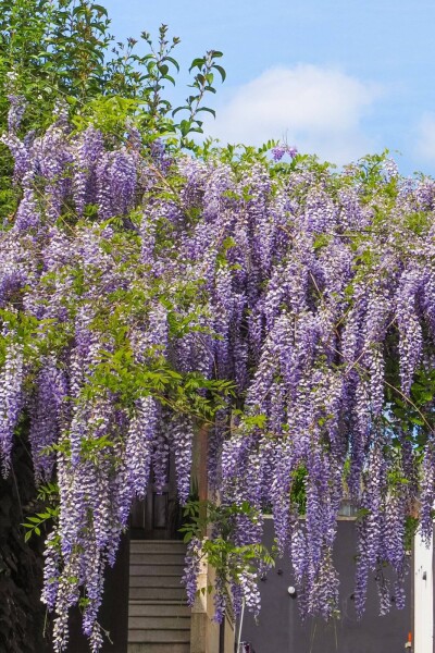 Wisteria sinensis 'Prolific'