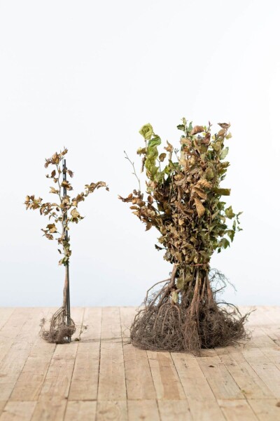 Hêtre Commun Fagus Sylvatica 40-60 cm Hêtre Commun Fagus Sylvatica 40-60 cm