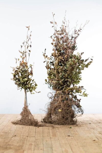 Fagus sylvatica 'Atropunicea' 100-125 cm Fagus sylvatica 'Atropunicea' 100-125 cm