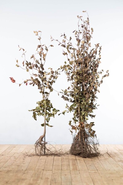 Fagus sylvatica 'Atropunicea' 125-150 cm Fagus sylvatica 'Atropunicea' 125-150 cm