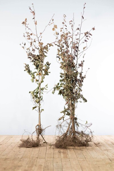 Fagus sylvatica 'Atropunicea' 175-200 cm Fagus sylvatica 'Atropunicea' 175-200 cm