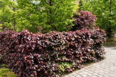 Beuk / Rode Beukenhaag Fagus Sylvatica Atropurpurea