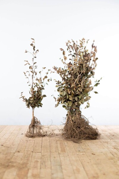 Fagus sylvatica 'Atropunicea' 80-100 cm Fagus sylvatica 'Atropunicea' 80-100 cm