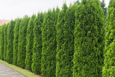 Lebensbaum / Thuja Occidentalis Smaragd 275-300 cm