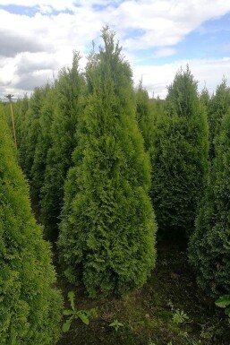 Lebensbaum / Thuja Occidentalis Smaragd 275-300 cm