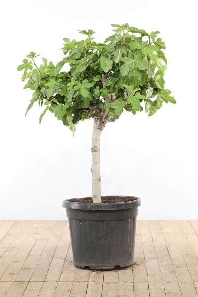 Ficus Carica 100-125 cm Ficus Carica 100-125 cm