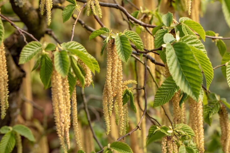 Carpinus betulus Carpinus betulus