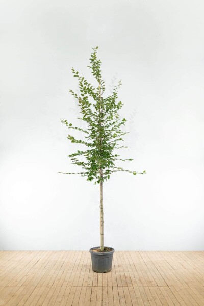 Carpinus betulus hoogstam Carpinus betulus hoogstam