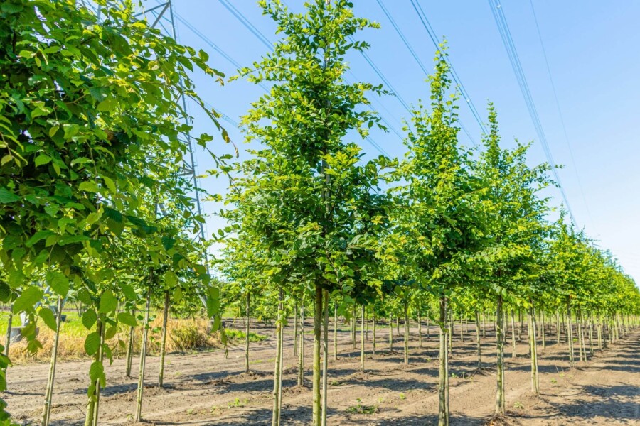 Carpinus betulus HO 8/10 P/K Carpinus betulus Hochstamm 8/10