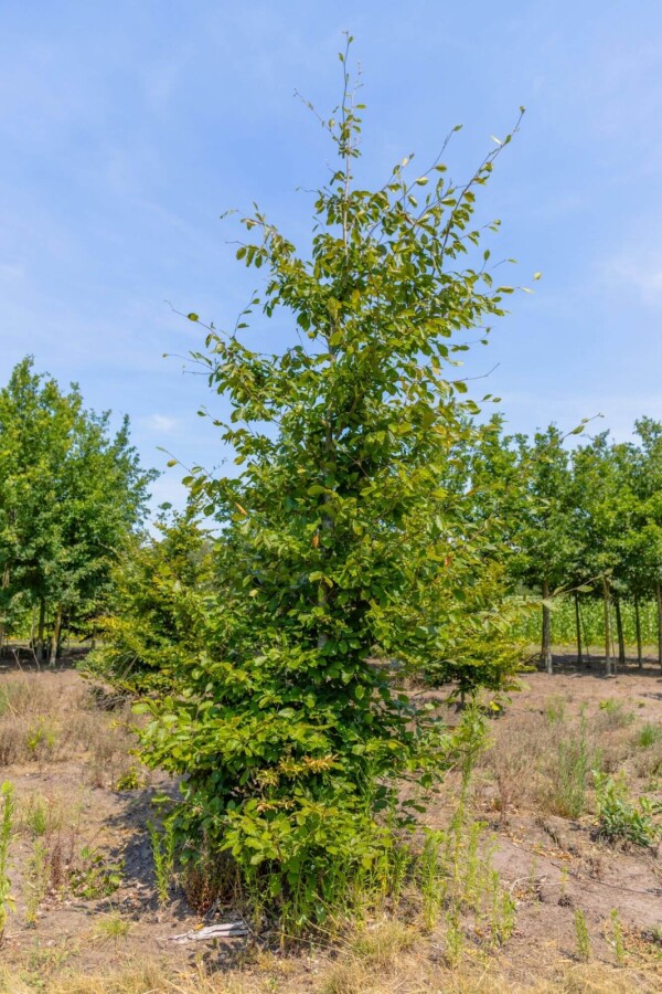 Carpinus betulus BE 6-8 P/K Carpinus betulus Stammbusch 6-8