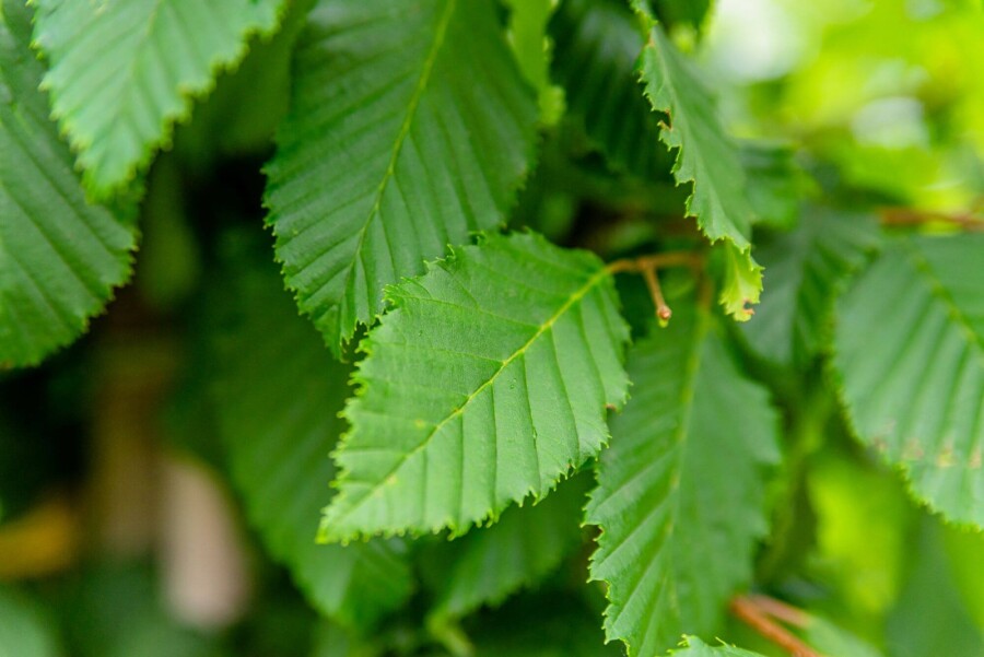 Carpinus betulus ME 200-250 P/K Carpinus betulus Mehrstämmig 200-250
