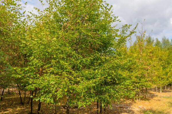 Carpinus betulus mehrstämmig