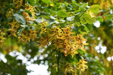 Carpinus betulus mehrstämmig 200-250