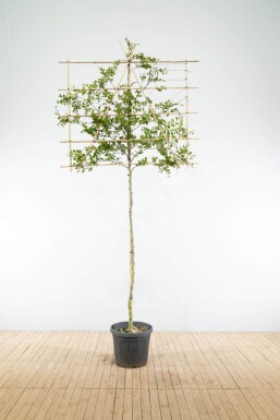 Carpinus betulus spalierbaum 8/10 190cm Stamm 150b x 120h