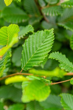 Carpinus betulus spalierbaum 8/10 190cm Stamm 150b x 120h