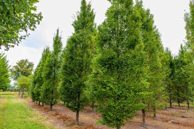 Carpinus betulus 'Fastigiata'