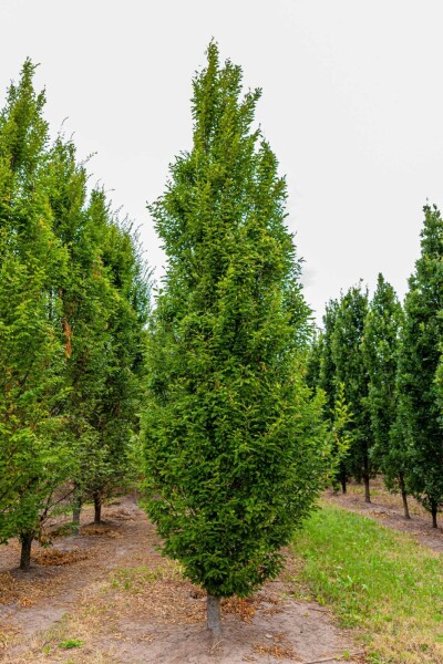 Carpinus betulus 'Fastigiata'