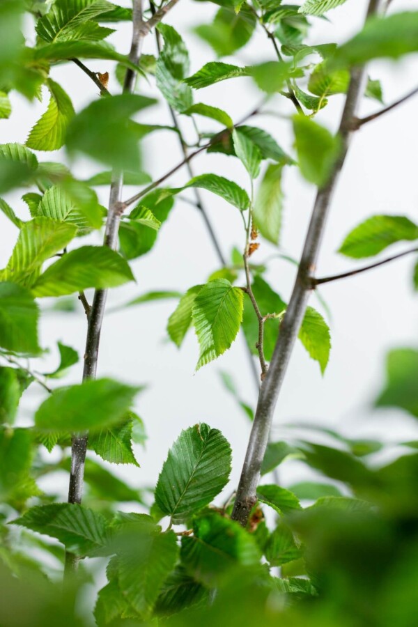 Carpinus betulus 'Fastigiata' Carpinus betulus 'Fastigiata'