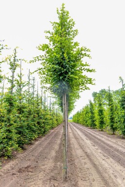 Carpinus betulus 'Fastigiata' hochstamm 10/12