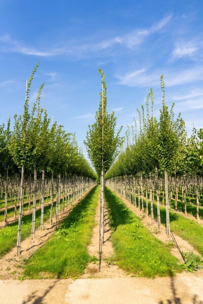 Carpinus betulus 'Fastigiata' hoogstam