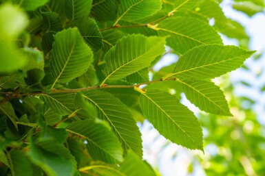 Carpinus betulus 'Fastigiata' hochstamm 10/12