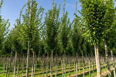 Carpinus betulus 'Fastigiata' hochstamm 10/12