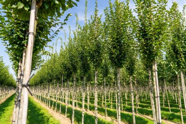 Carpinus betulus 'Fastigiata' hochstamm 10/12