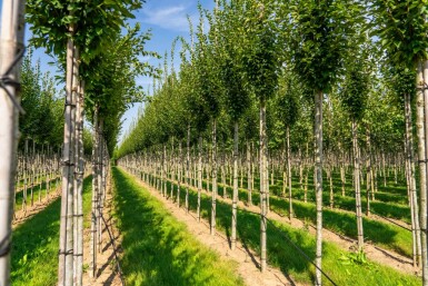 Carpinus betulus 'Fastigiata' hochstamm 10/12