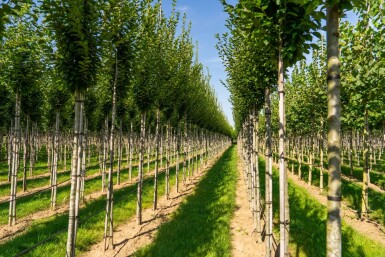 Carpinus betulus 'Fastigiata' hochstamm 10/12