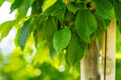 Carpinus betulus 'Fastigiata' hochstamm 10/12